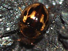 Round Fungus Beetle
